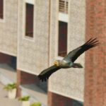 Bird in flight near a brick building with patterned walls and potted plants below.
