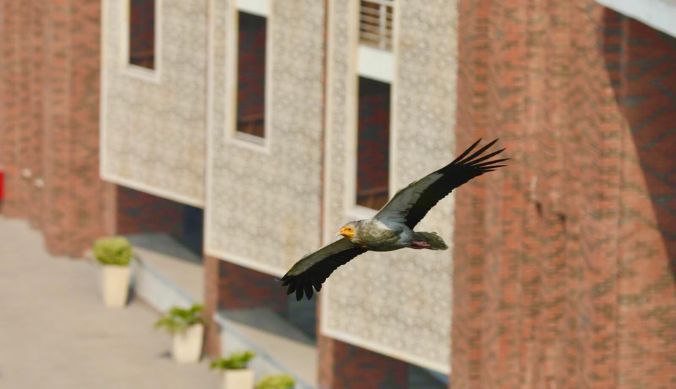 Bird in flight near a brick building with patterned walls and potted plants below.