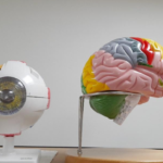 Plastic anatomical models of a human eye and brain on a table against a plain background.