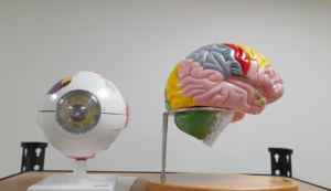 Plastic anatomical models of a human eye and brain on a table against a plain background.