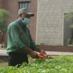 Gardener in green shirt trimming plants with shears, wearing a mask and cap, near building and trees.
