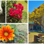 Spring At Ashoka