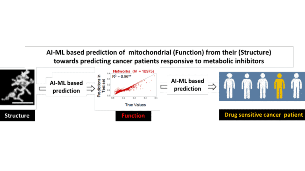 AI-ML predicts mitochondrial function from structure to identify cancer patients sensitive to drugs.